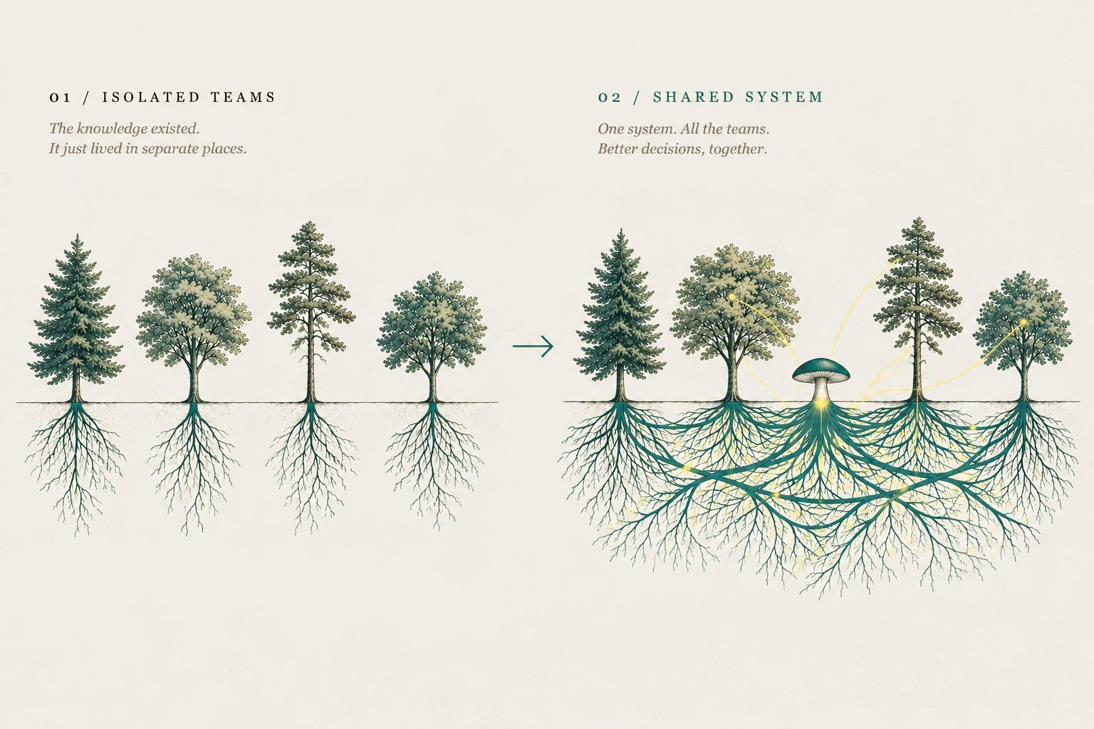 Four separate trees with unconnected root systems on the left; on the right the same trees with roots joined through a shared mycorrhizal network.